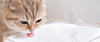 Dozownik wody Poidło Xiaomi Smart Pet Fountain Dla Kota Psa Pojemność 2L UK