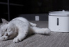 Dozownik wody Poidło Xiaomi Smart Pet Fountain Dla Kota Psa Pojemność 2L UK